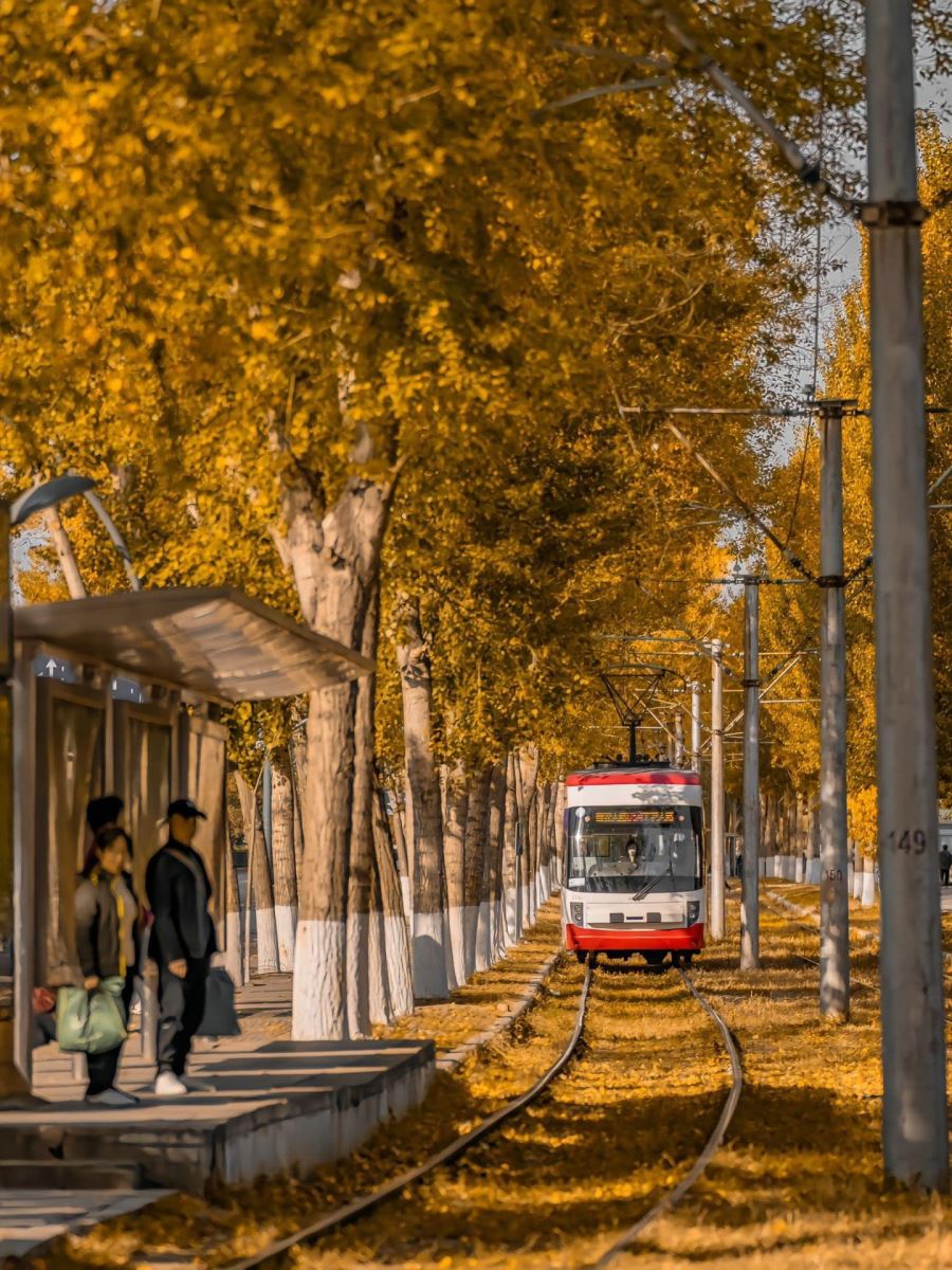 Mùa thu dịu dàng len qua từng nhịp sống của người dân Thượng Hải